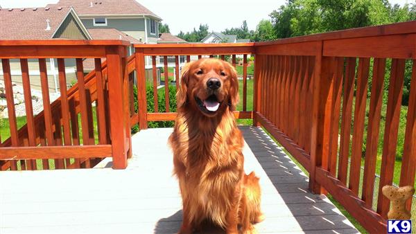 Studly Manor Dog Picture 1